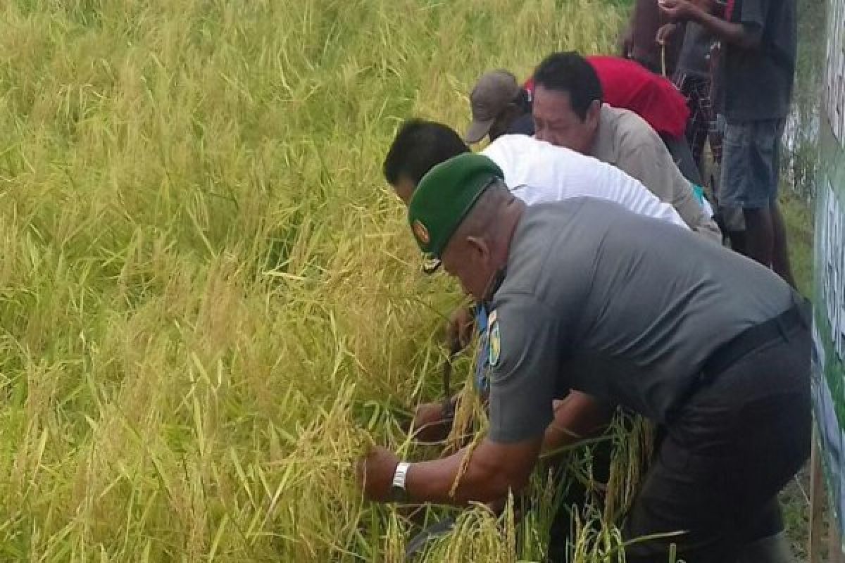 Koramil Merauke bantu petani panen padi