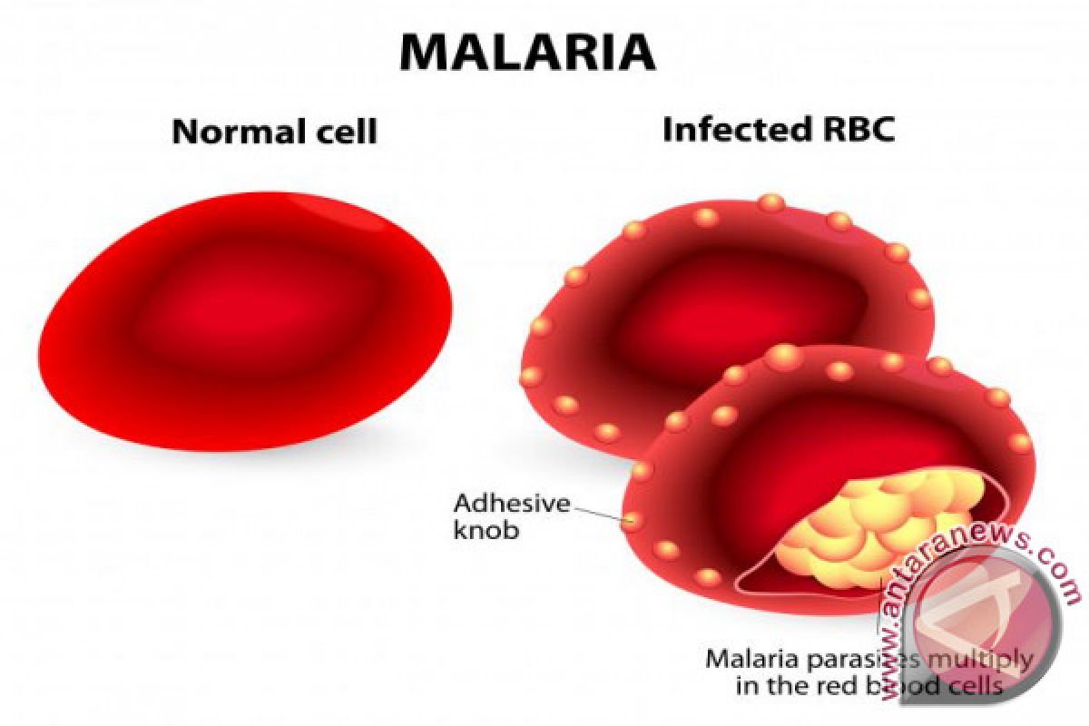 Dinkes : Wabah malaria meluas di Lombok Barat pascagempa