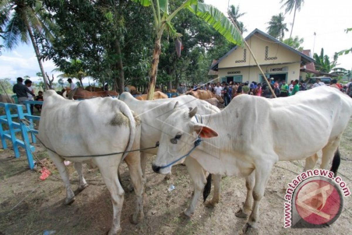 Pemkab Gorontalo Vaksin 25.000 Sapi Cegah Antraks