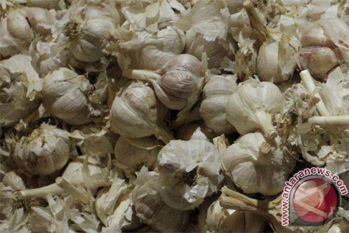 beranda - harga bawang putih di nunukan bertahan rp48.000/kg