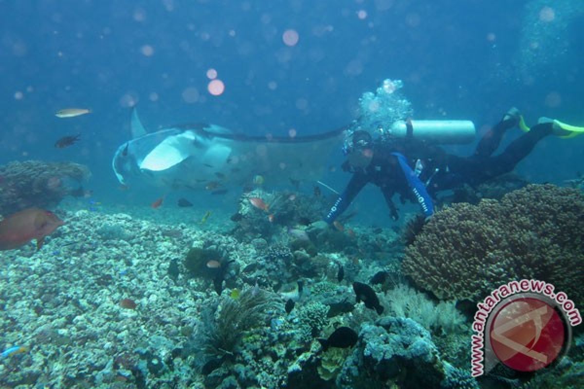Indonesia dinobatkan sebagai wisata menyelam terbaik di dunia