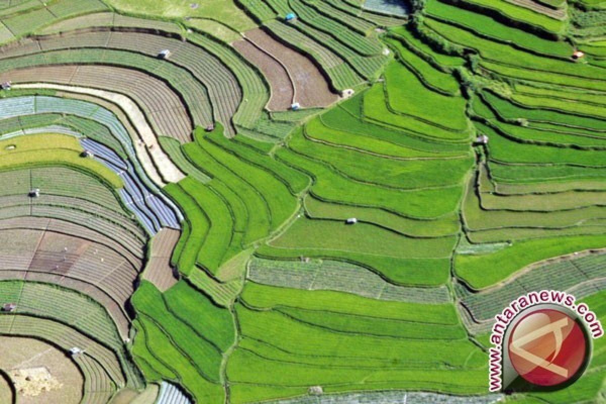 175 Hektare Lahan Tambang Emas Dijadikan Sawah