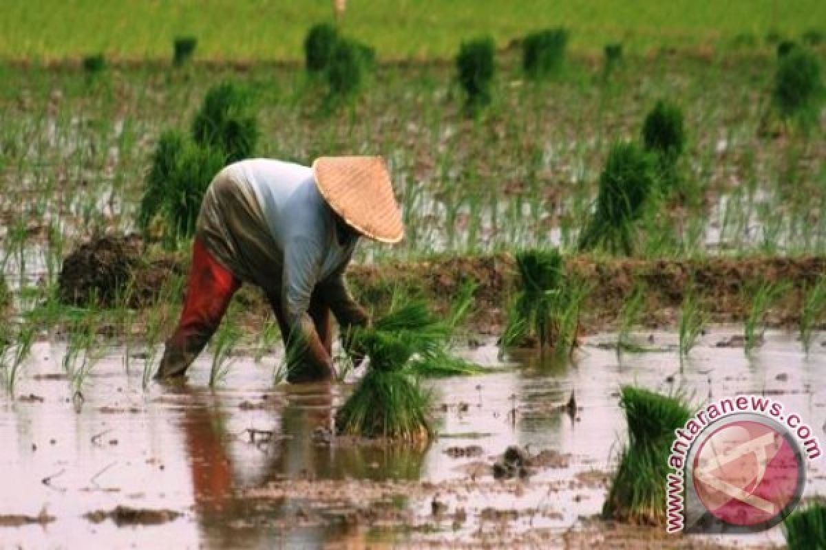 Areal tanaman padi di NTT meningkat 6.000 hektare