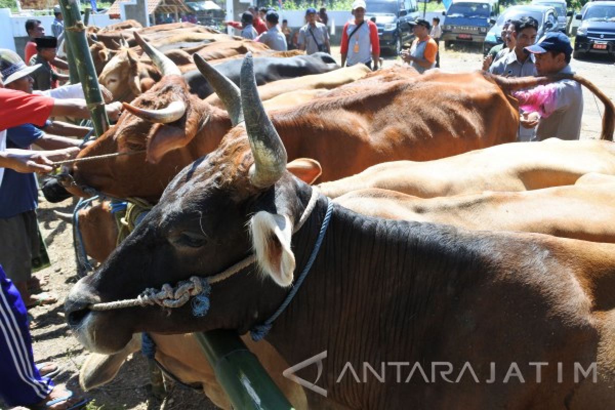 Transaksi jual beli di pasar hewan Situbondo sempat turun hingga 25 persen