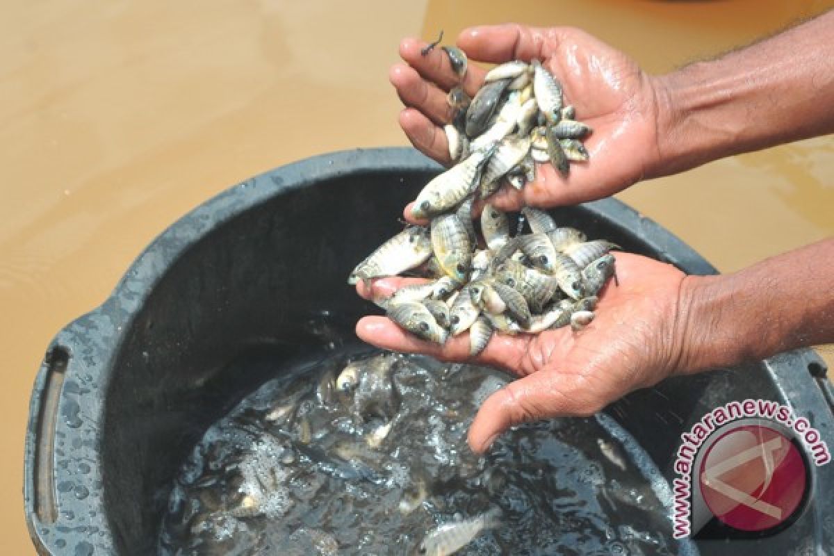 Disnakan menebar 17 ribu benih ikan jelawat