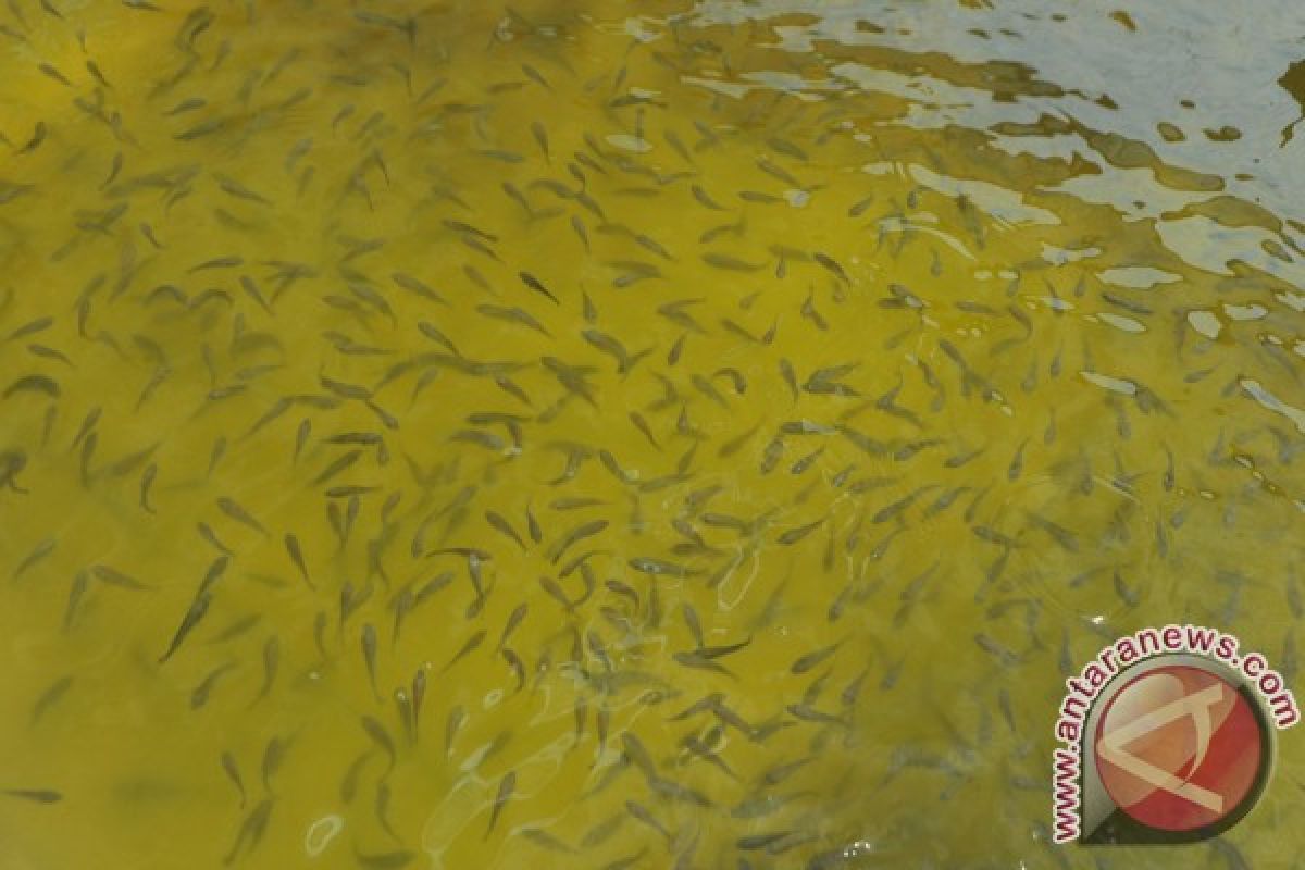 Disnakan sebar 35.000 bibit ikan di sungai