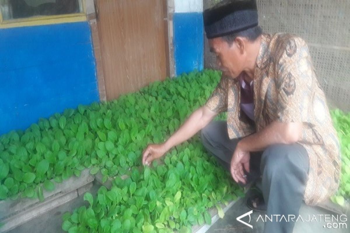 Hujan Tinggi, Masa Tanam Tembakau Gunung Prau Mundur