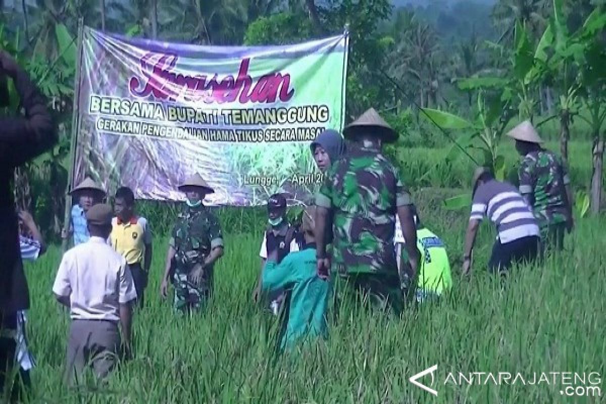 Temanggung Lakukan Pengendalian Hama Tikus