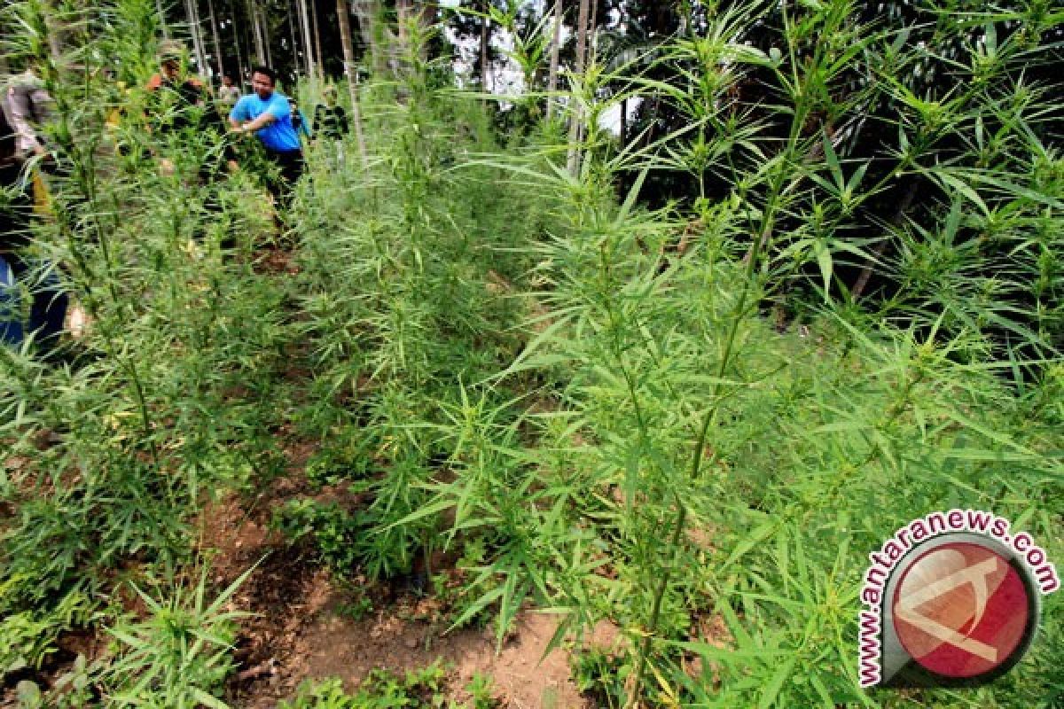 TNI-Polisi temukan dua hektare lahan ganja di Nagan Raya