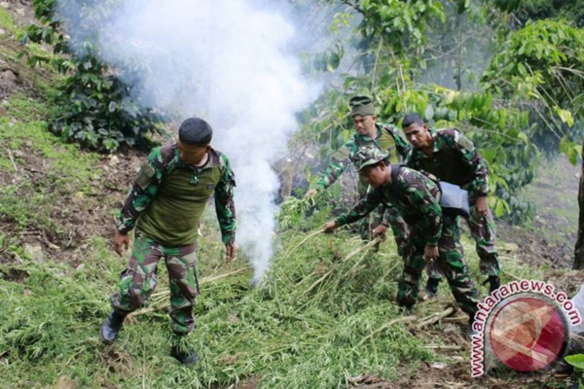 TNI temukan 2 hektare tanaman ganja di Nagan Raya