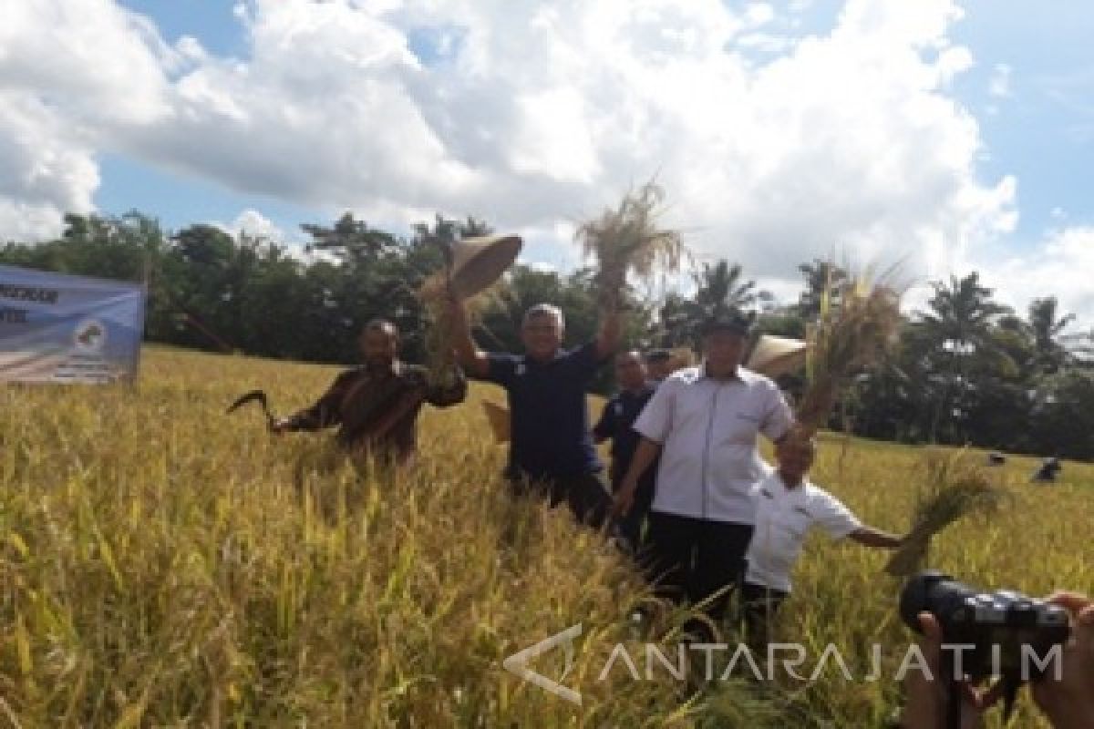 Samanhudi, Jatuh Bangun Kembangkan Beras Organik Banyuwangi