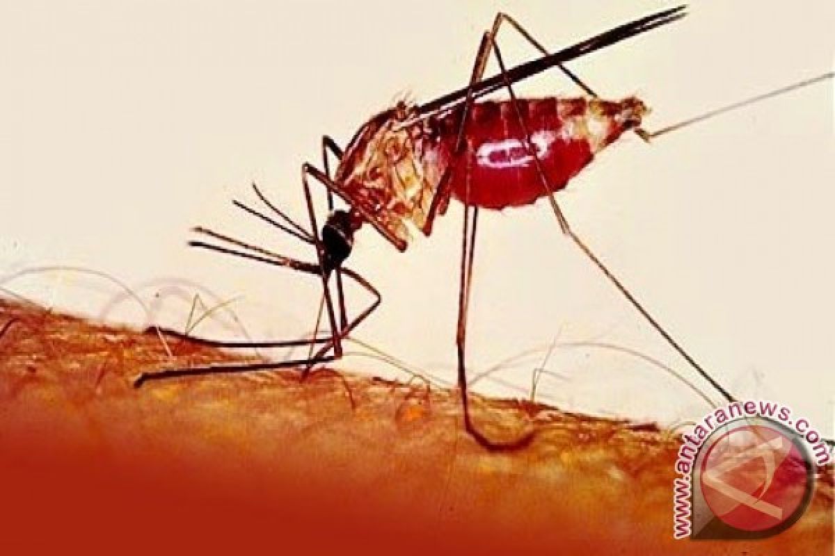 Maluku Epidemi Malaria Keempat di Indonesia