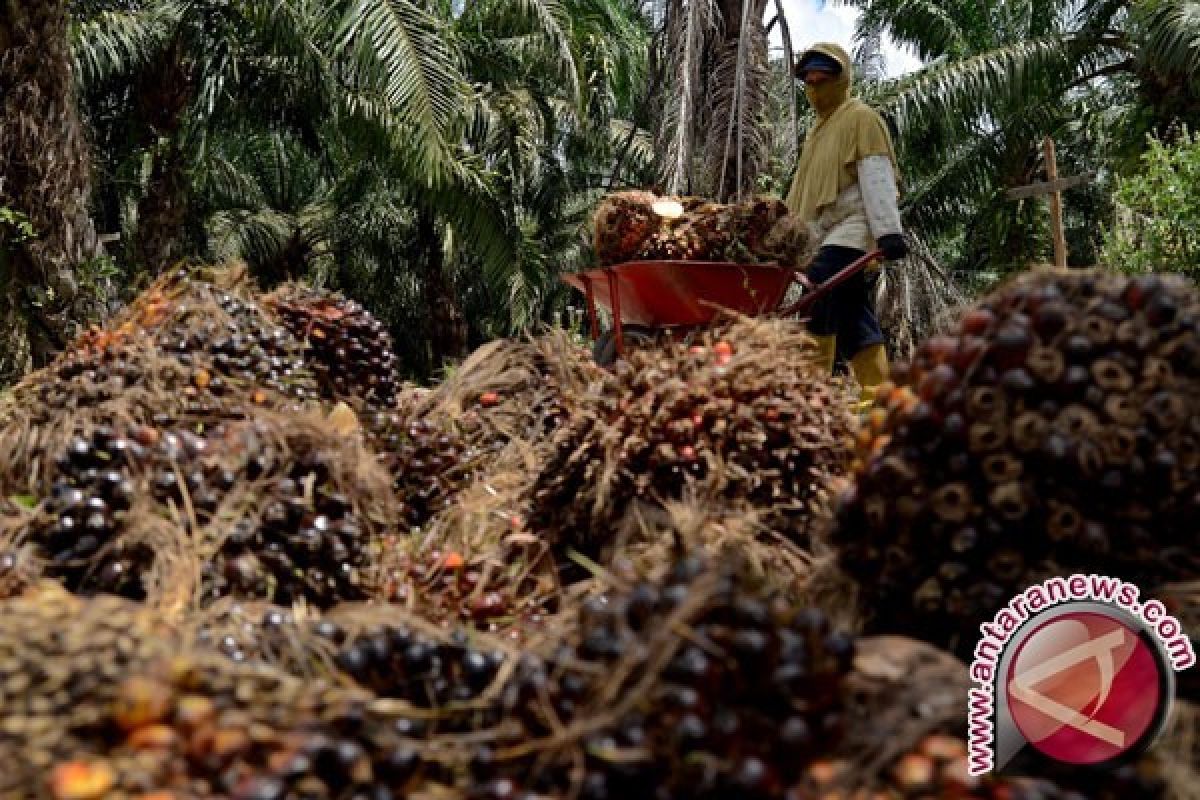 Harga CPO di Jambi turun Rp55 per kilogram