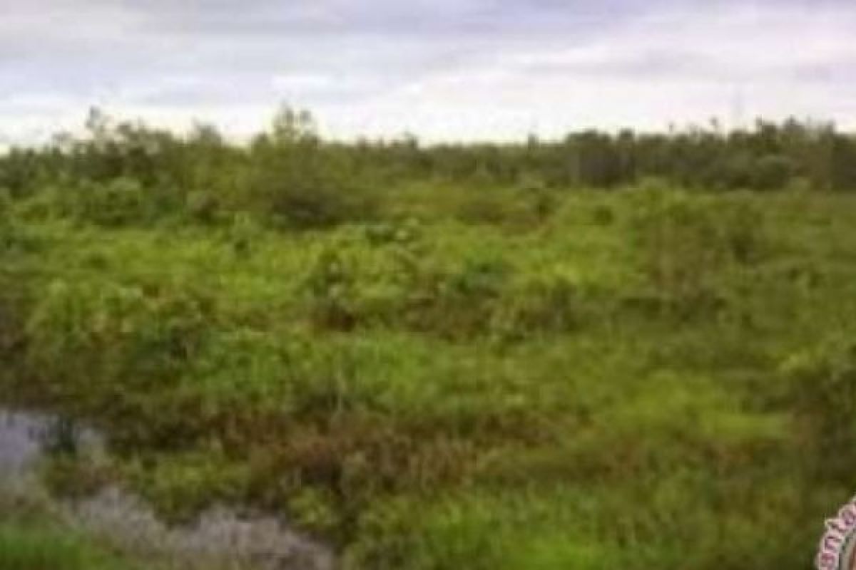 Academicians Call For Review of Regulation On Peat Lands