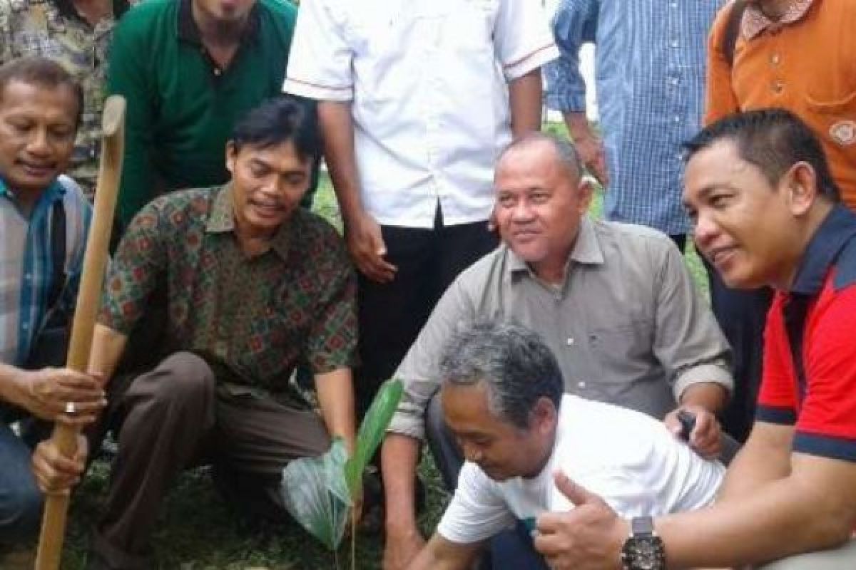 Asosiasi Aren Indonesia Tanam 100 Bibit Pohon Di Alam Mayang 