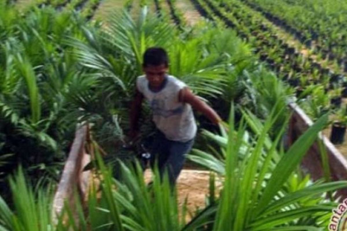 Petani Inhil Pertanyakan Ganti Rugi Lahan Oleh Perusahaan