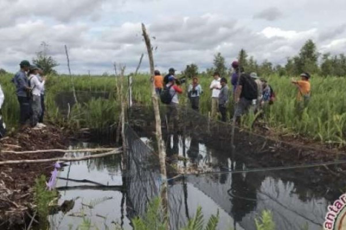 200.000 Haktare Lahan Riau Jadi Target BRG Untuk Direstorasi