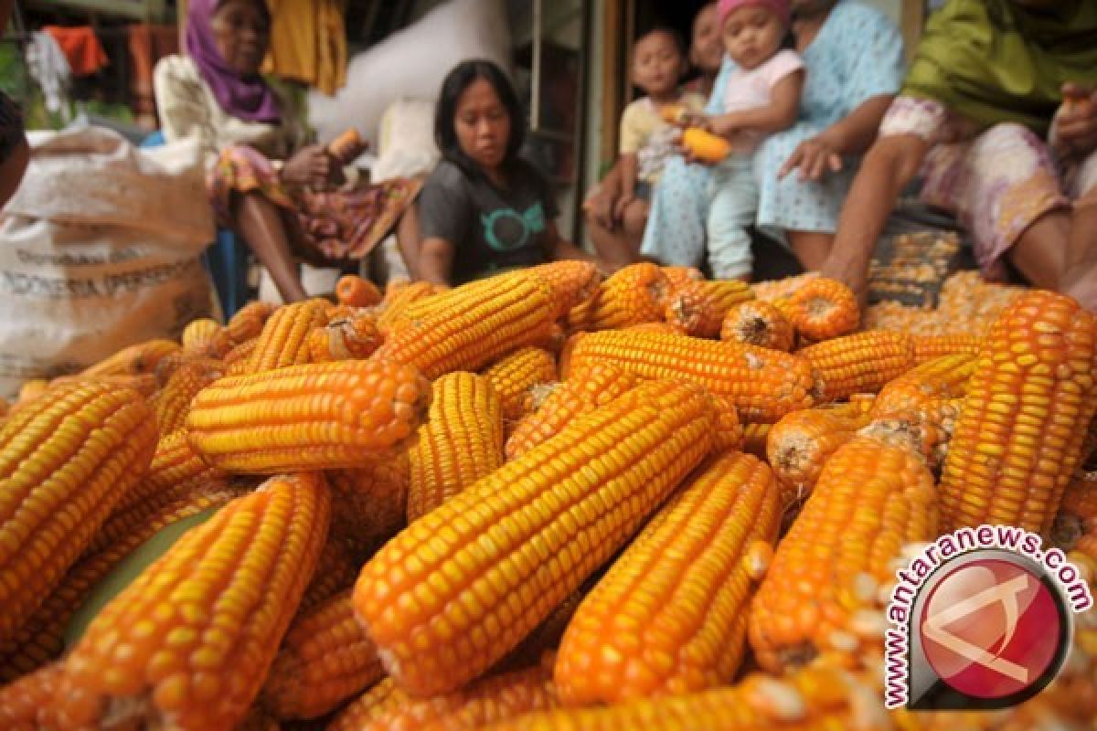 Petani Gorontalo Utara Harap Harga Jagung Tinggi