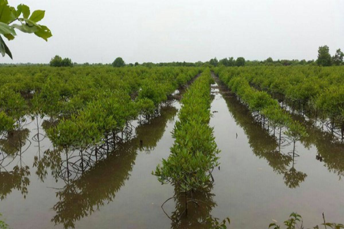 TNI AL tanam mangrove seluas 30 hektare
