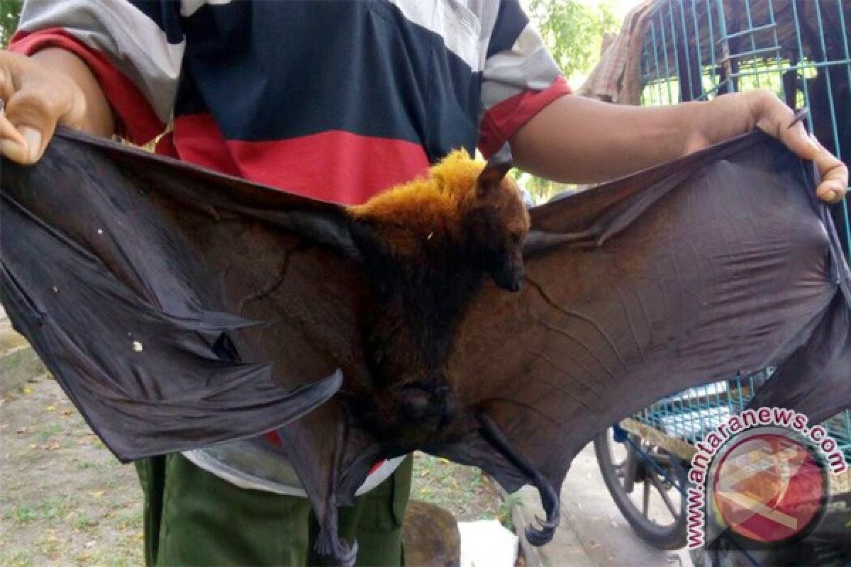 Ini Manfaat Konsumsi Daging dan Empedu "Bengamat"