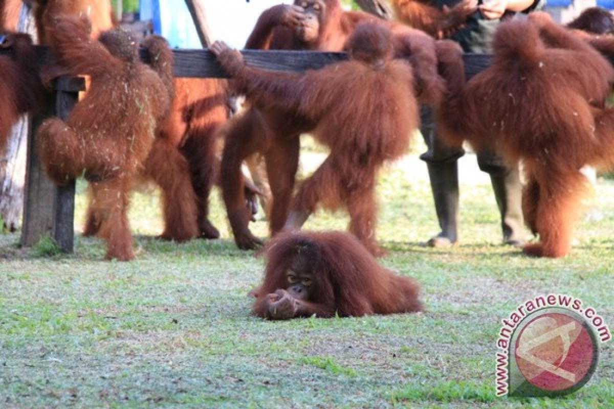 Keberadaan Orangutan Kalimantan Terancam Punah Akibat Dibunuh