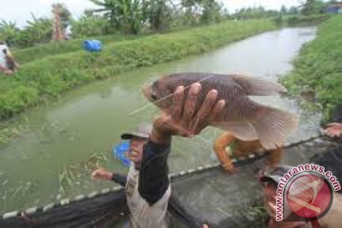 Kendari Dorong Warga Membudidaya Ikan Air Tawar 