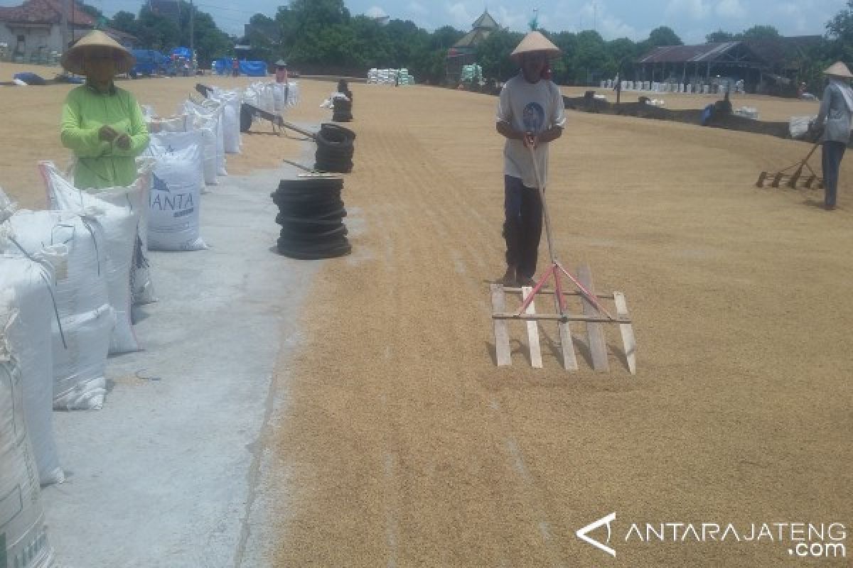 Beli Gabah di Luar Kualitas, Bulog Lakukan Pengeringan Sendiri