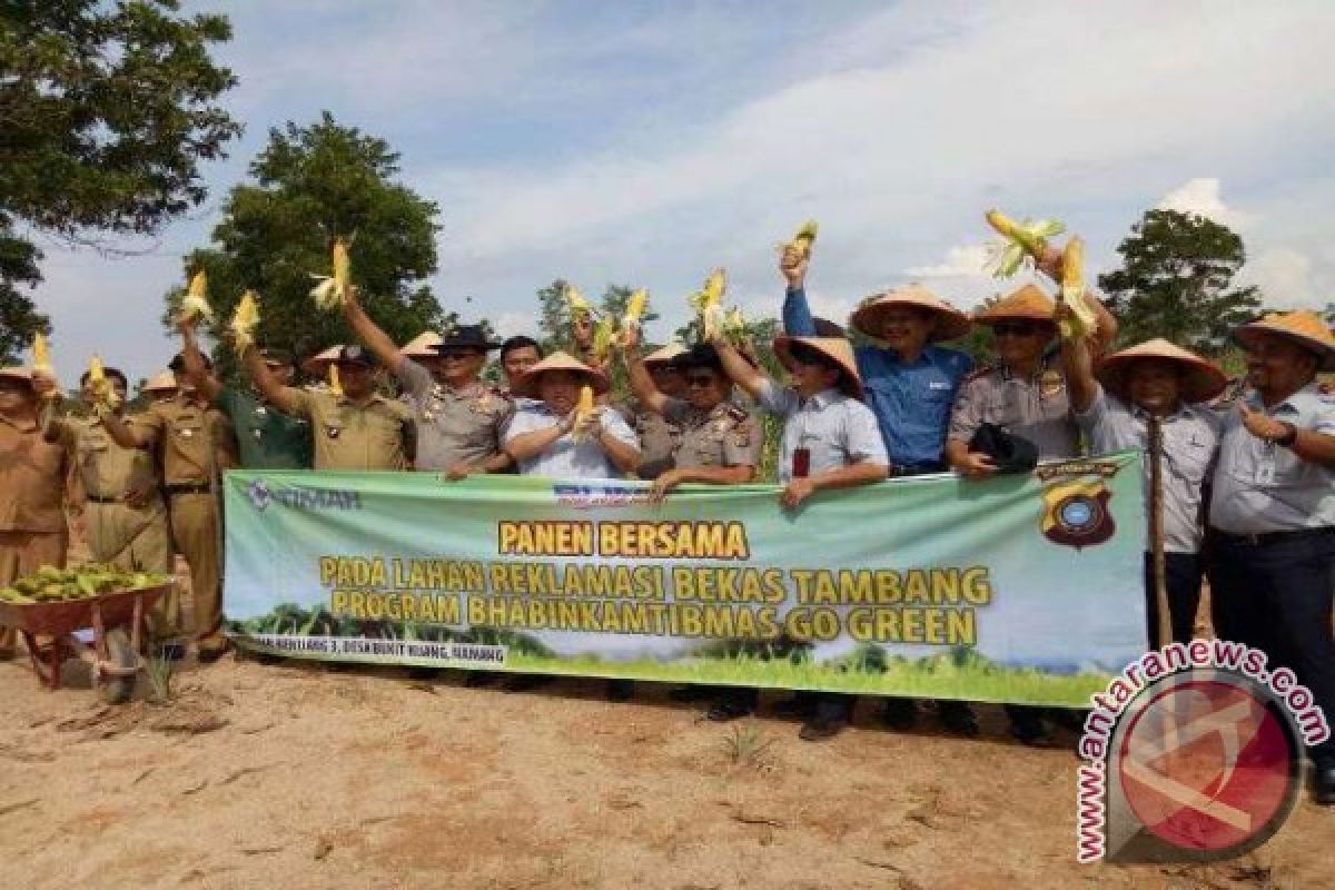 Panen jagung di atas lahan reklamasi