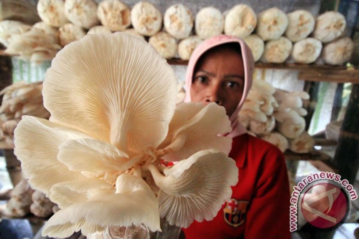 Mahasiswa UGM budidaya jamur di Kimak Bangka