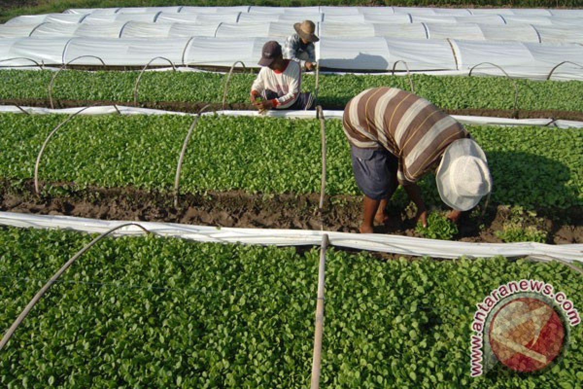 Petani beli air guna menyirami tanaman tembakau