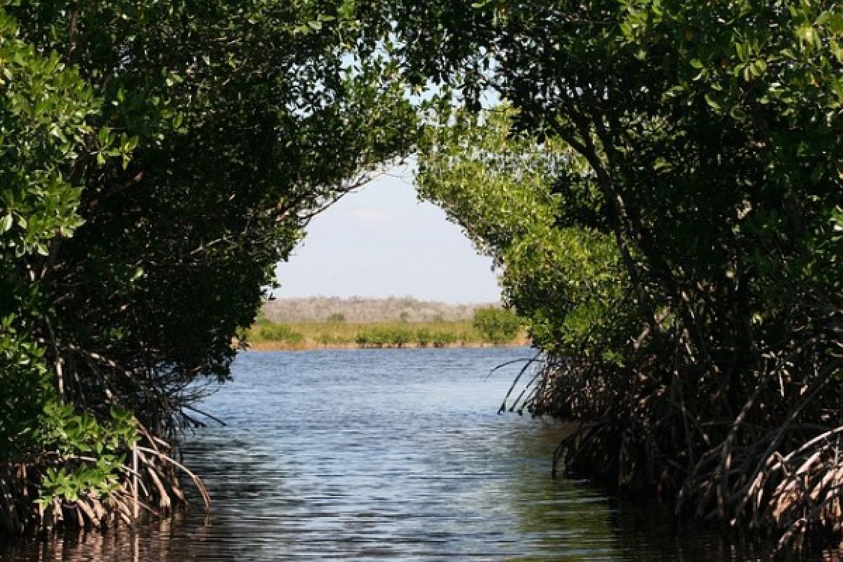 Mahasiswa tanam mangrove di sungai Hitam Bengkulu