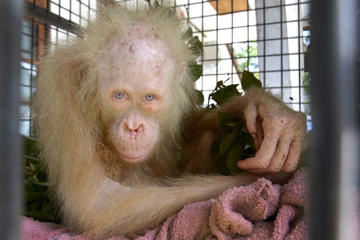 Syukurlah! Kondisi Kesehatan Orangutan Albino Semakin Membaik