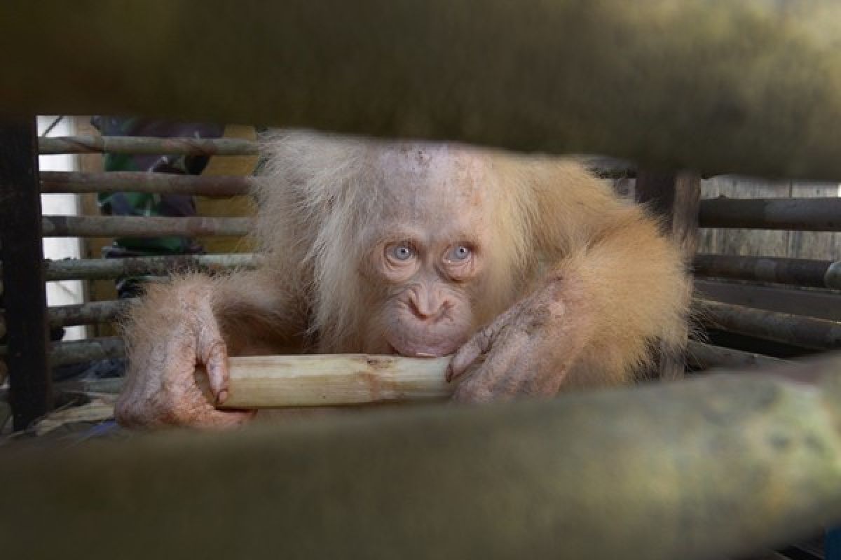 Orangutan albino dilepasliarkan ke Taman Nasional Bukit Baka Bukit Raya