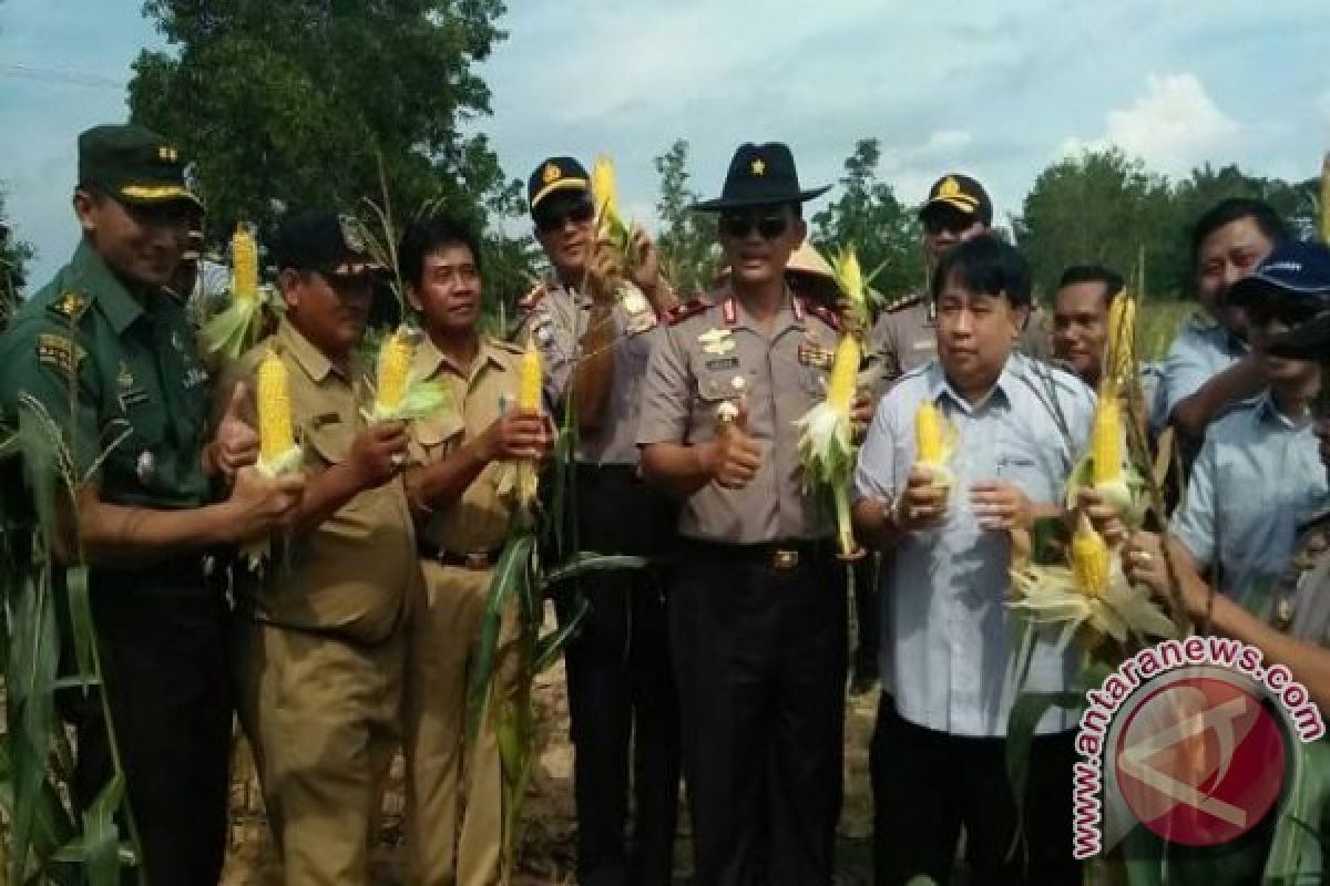 PT Timah dan Polda Babel Panen Jagung Bersama