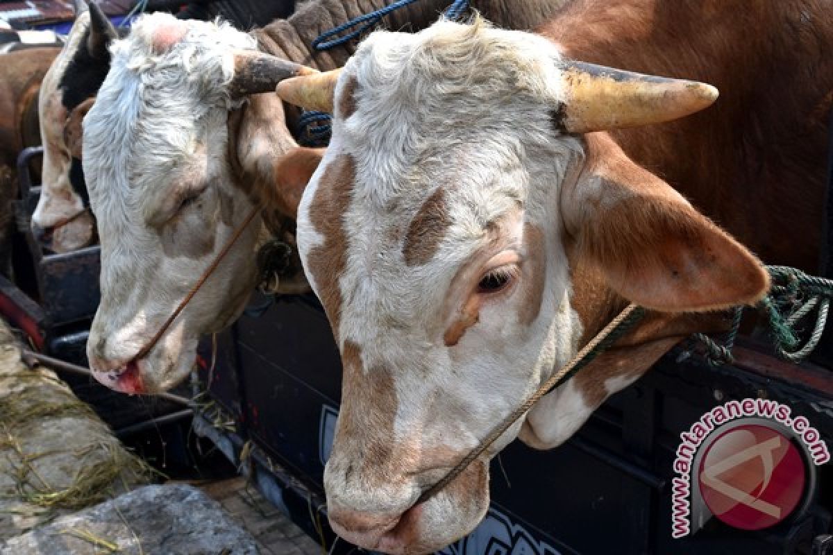 DKI siap kirim sapi ke Bangka Barat