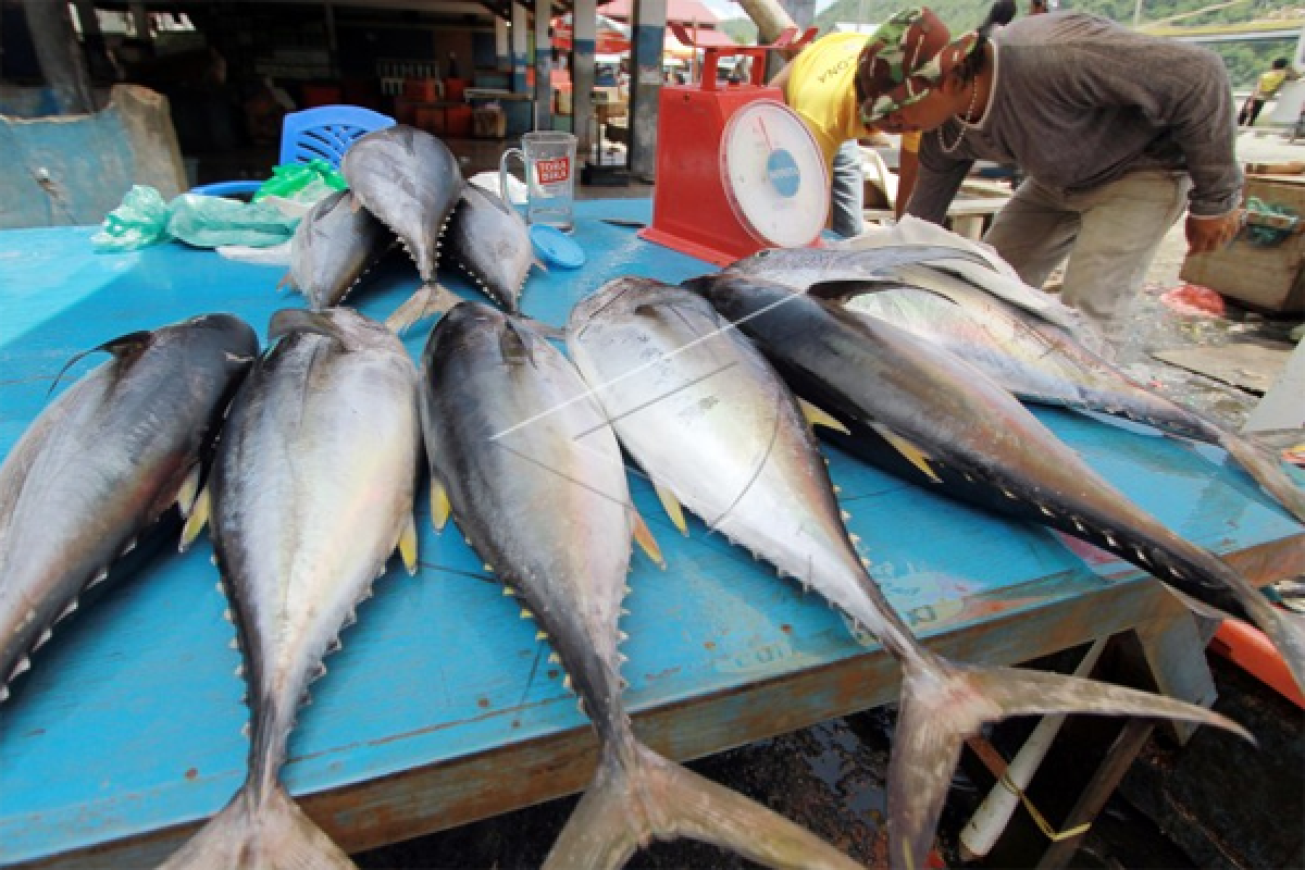 Harga ikan masih relatif stabil