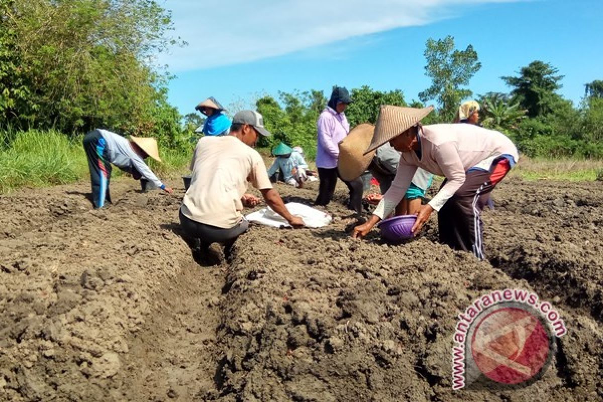 Pemkab Keerom bangun pasar induk untuk petani