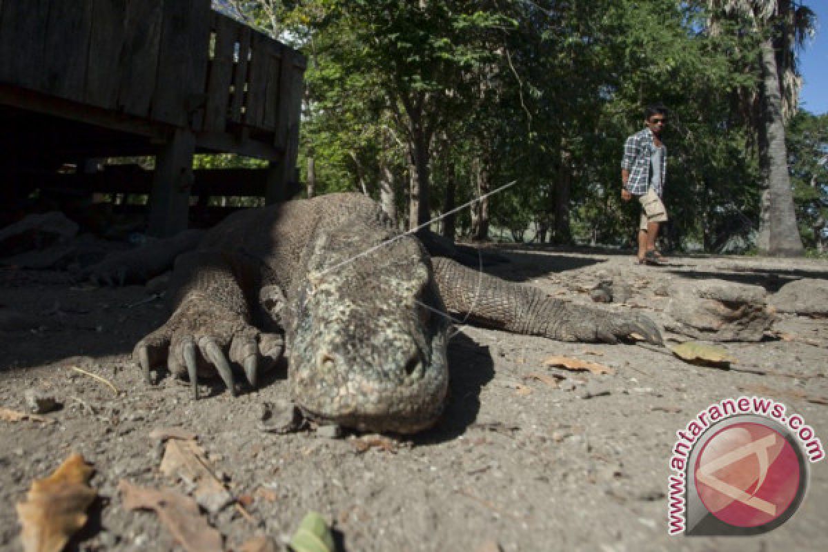 Wisatawan Singapura Digigit Komodo Di Pulau Komodo