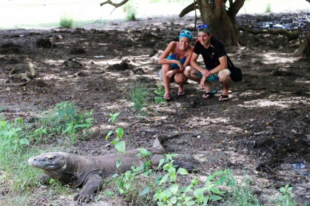 Komodo jalannya lambat, pariwisatanya melesat