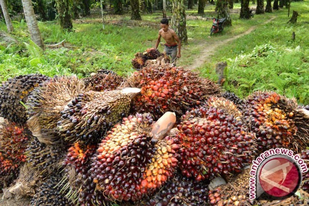 Harga kelapa sawit anjlok di Aceh, ini pendapat Gapki
