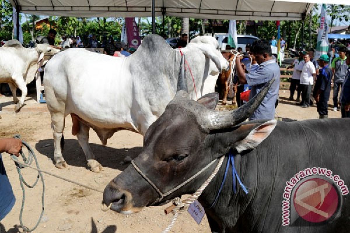 "Bantai adat" tekan harga daging jelang Ramadhan di Merangin