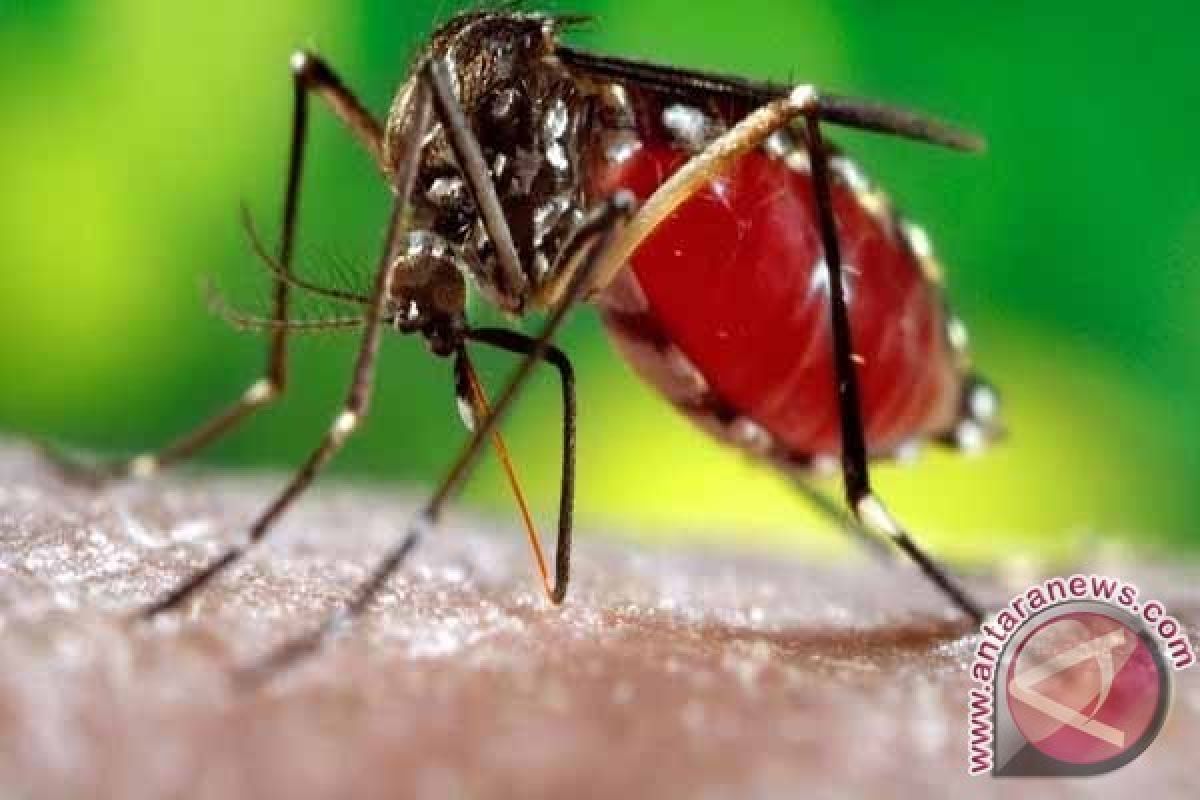 Peneliti temukan temperatur yang ideal bagi nyamuk untuk menyebarkan penyakit