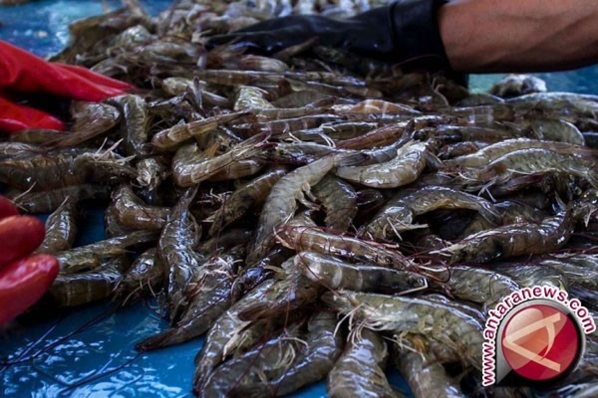 BKIPM Amankan 2,4 Juta Ekor Udang Vaname Asal Malaysia