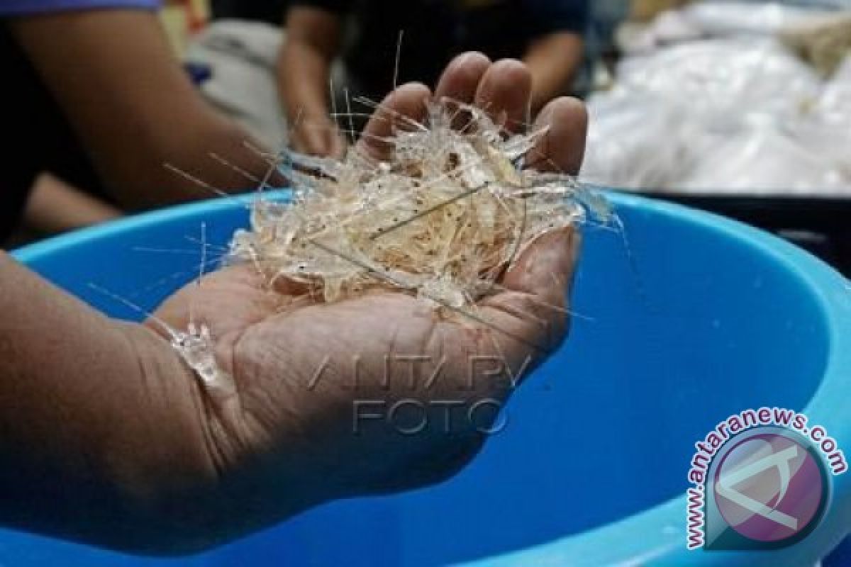 Lagi, Ribuan Benur Lobster Ilegal Diamankan