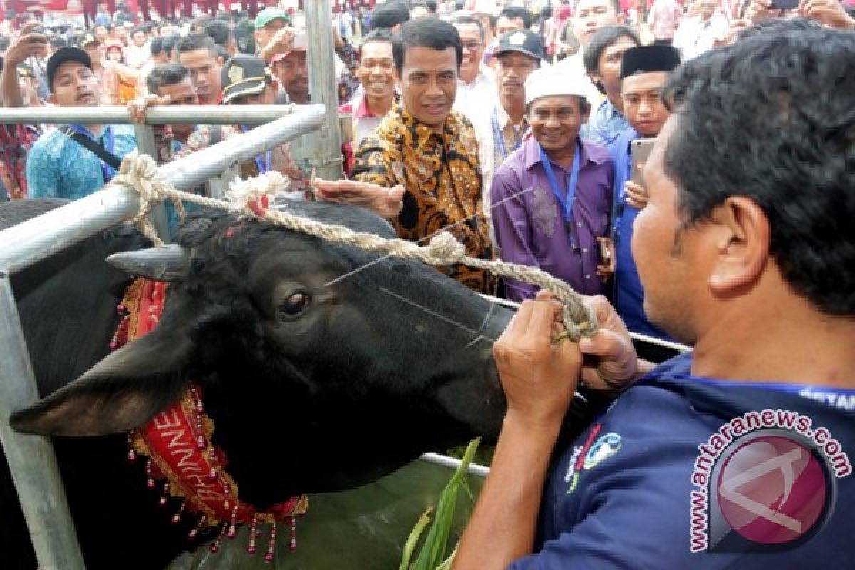 Jokowi sumbang sapi kurban di Gorontalo