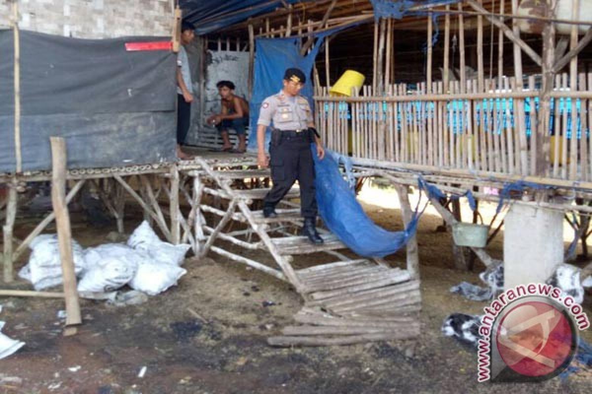 40 Ribu Ayam Potong Hangus Terbakar