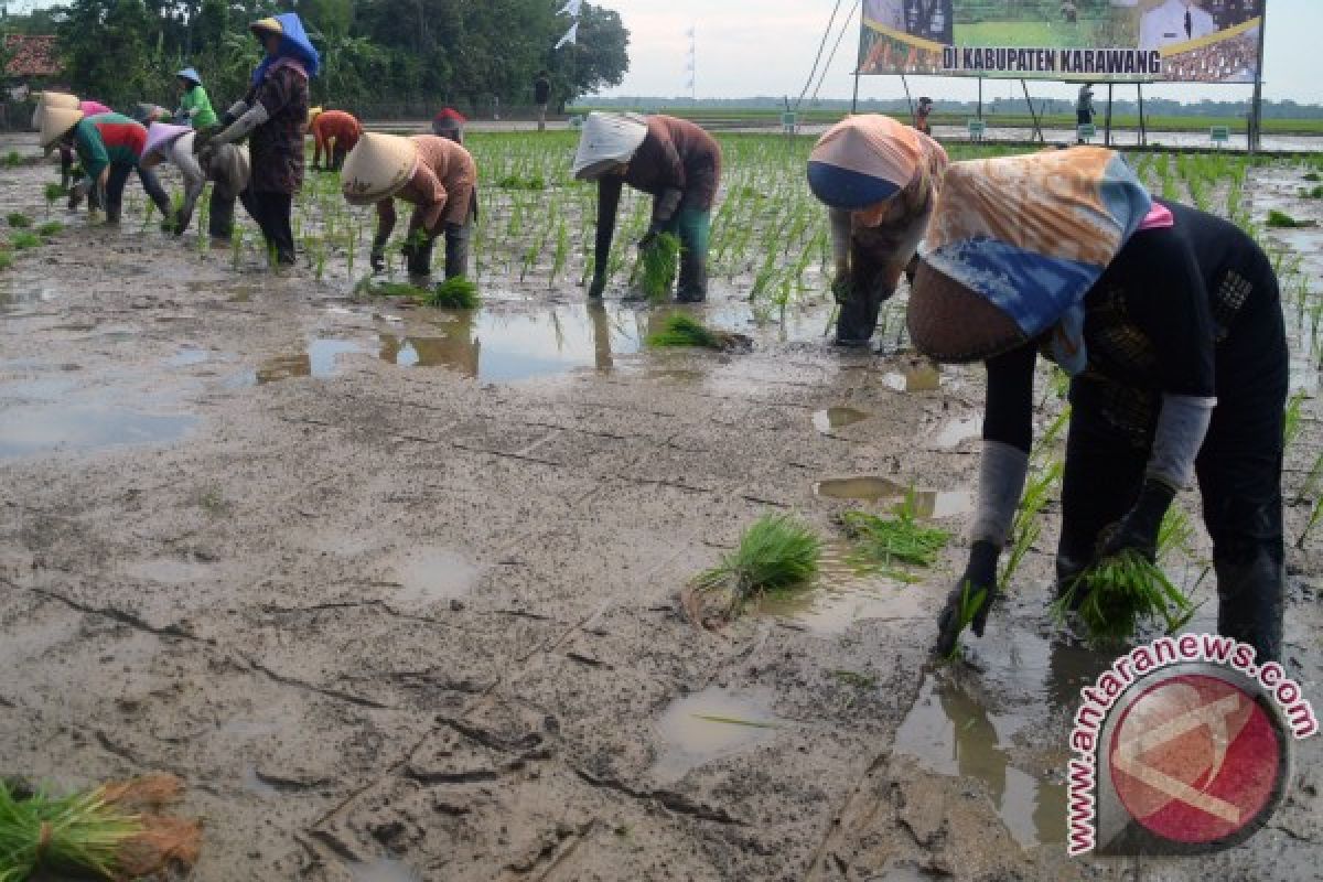 Realisasi tanam padi di Karawang melampaui target