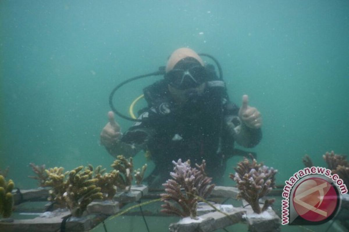 Bkipm Kendari Lakukan Transplantasi Karang di Bokori