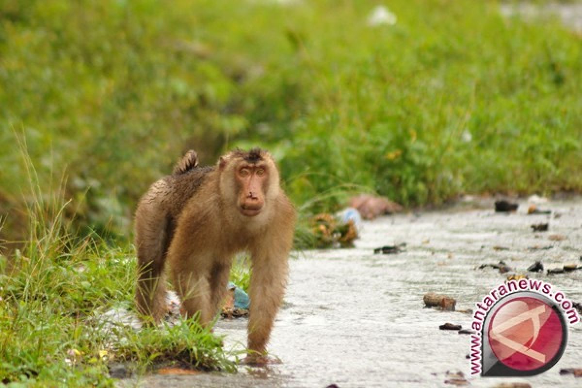 Hectares paddy attacked by short-tailed macaque 