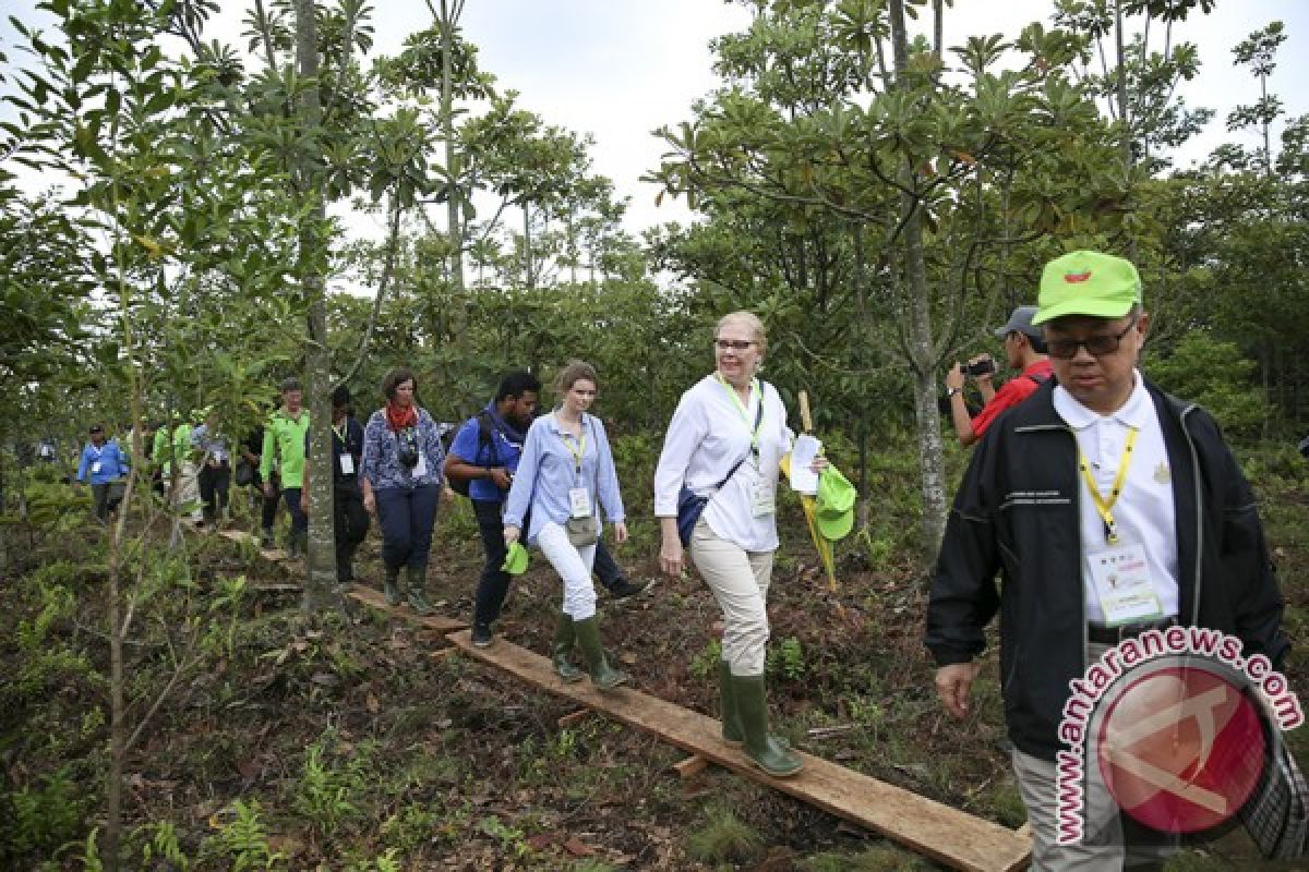 Tiga daerah  prioritas restorasi gambut